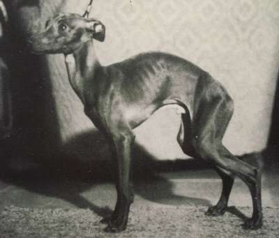 Mafioso Della Casetta Pucci