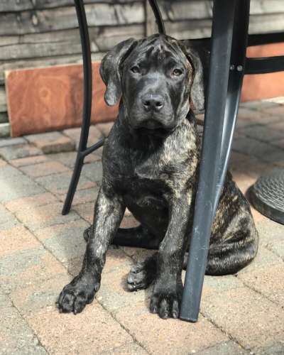 YAYO OF PUREBLOOD KENNEL UK