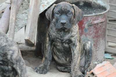 VARGA'S EL GUARDIAN FIEL JIM