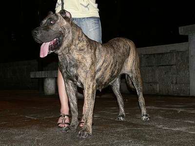 DIANA DE CABEZA GRANDE