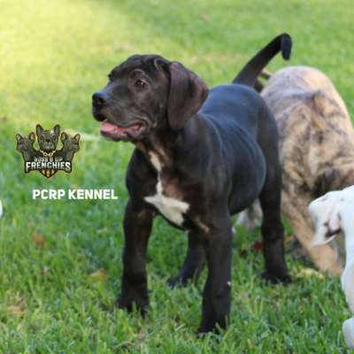HERA DE PCRP KENNEL