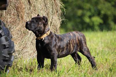 EL ESQUILON OF PROPER K9