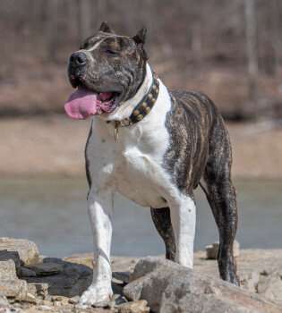 Canario de Rey Gladiador