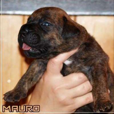 MAURO NUESTRA SANGRE