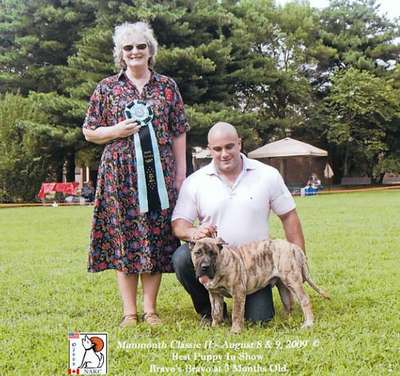 BRAVO KENNEL'S BRAVO