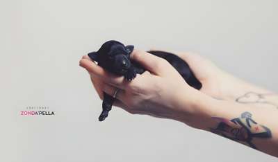 Chartbeat Zonda'pella
