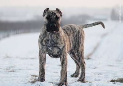 NERO DE REY GLADIADOR