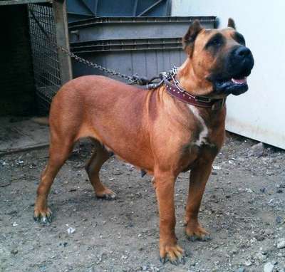 NALA DE PERRO DE LA TIERRA