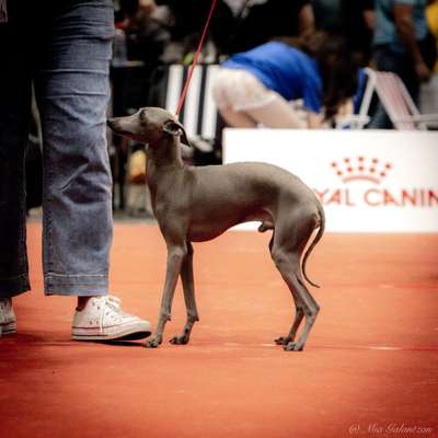Iso Junior Blue Ocean