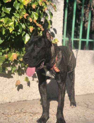 BOYKA DE KING ZULU