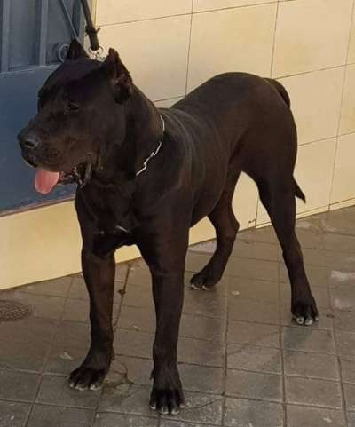 NARCO DE LOS MENCEYES