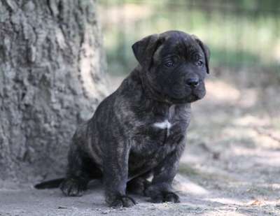 YUKON DE CABEZA GRANDE