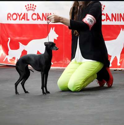 Salkin-Aidan Quasar Princess