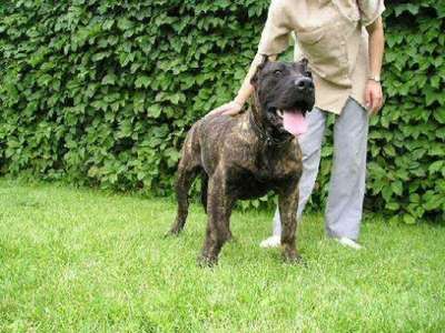 RICA PERRO PRESA GRAND