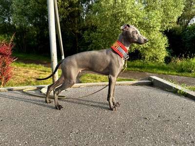 Brego Dei Raggi Di Dogoteka