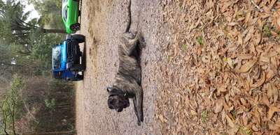 BLACK MAKERT PRESA'S COCO