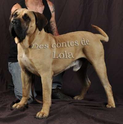 CANARIO DES CONTES DE LOLA