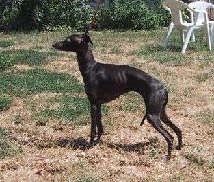 Super Star Des Princes De Kazan