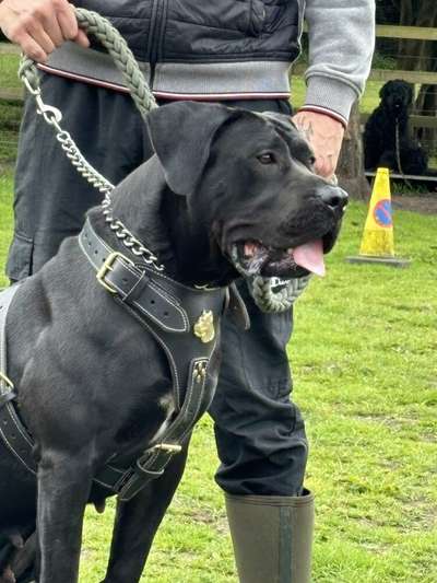 EBONY ATHENA DE PRESA DE GUERRA KENNEL