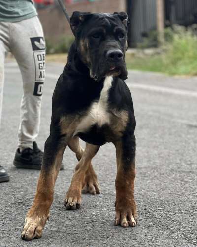 GLOCK CHAJLLA PERRO DE PRESA