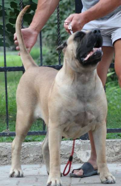 ARUBA TIRKE BULL