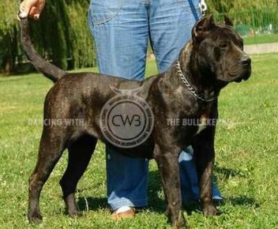 ARUMBA EL PANNON PERRO DE PRESA