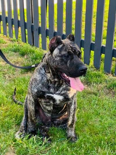 TY BLITZ DE CABEZA GRANDE