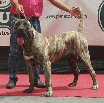 DUKE DE URBAJONA
