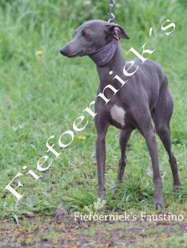 Fiefoerniek's Faustino