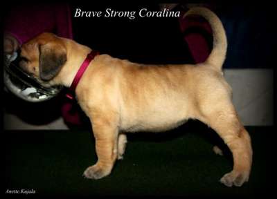 BRAVE STRONG CORALINA