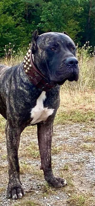 MAXIMO DE LA ARENA