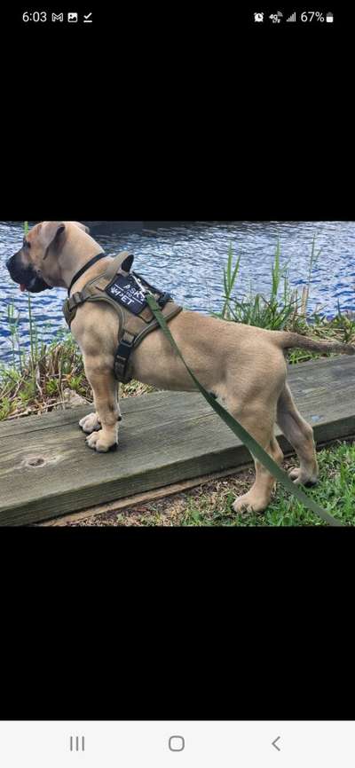 BAMA BUILT'S PROMETHEUS DE PRESA