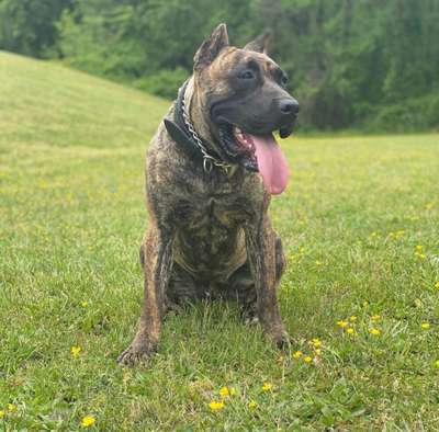 MAZI OF CRESTED VALOR