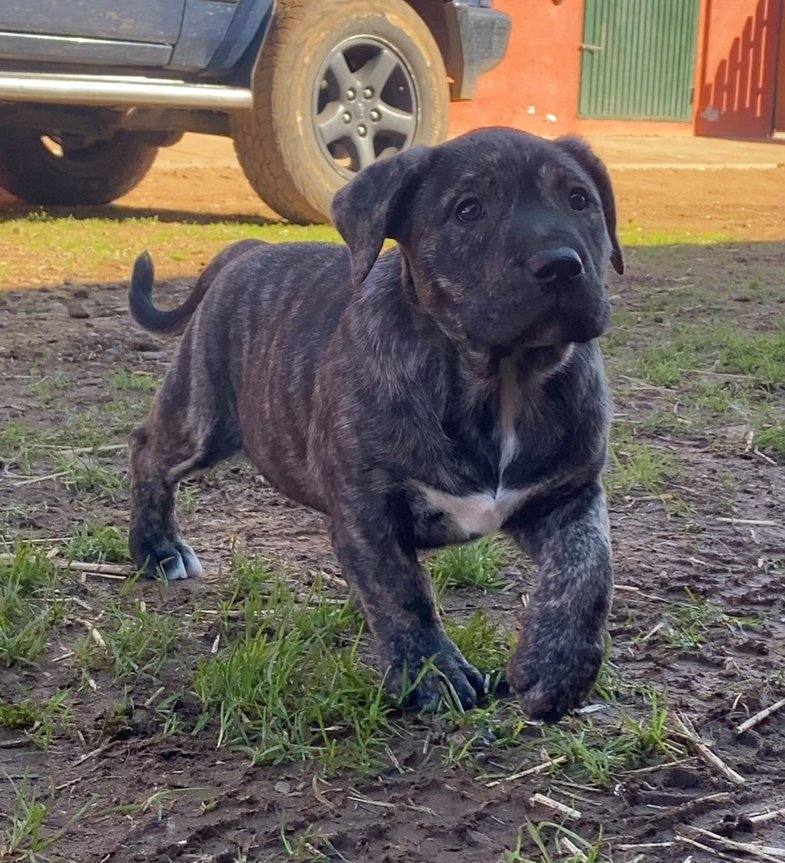 Presa Canario adulto bardino — fenotipo tradicional