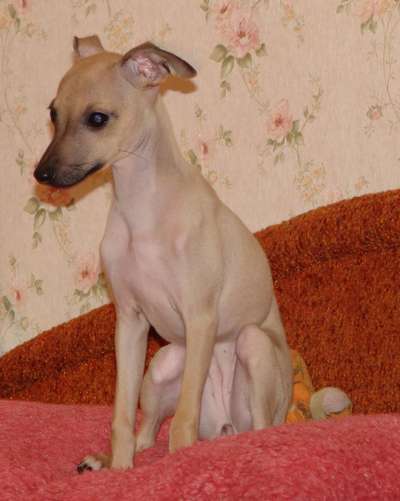 Astra Bravissimo Gufy
