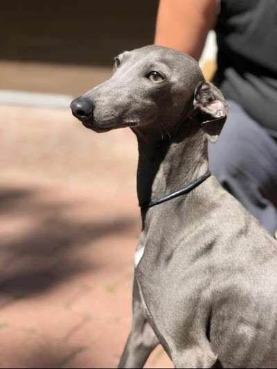 House Of Hounds Chaucer