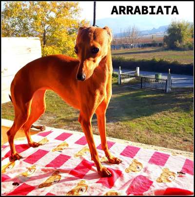 Johnnyangel's Arabbiata A Casa D' Irene
