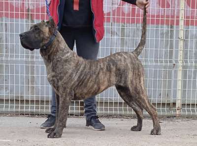 ELIS PERRO LOCO DE HIERRO