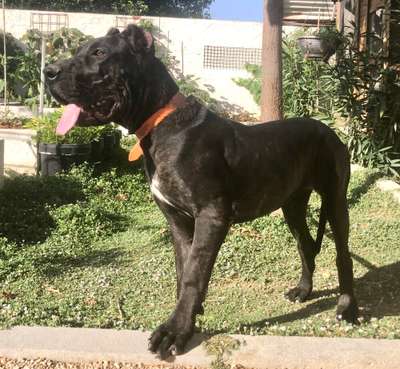 NATIVA DE KING ZULU