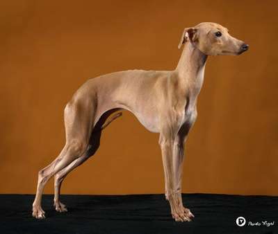 Grey Whisper's Princess Charlotte of Cambridge