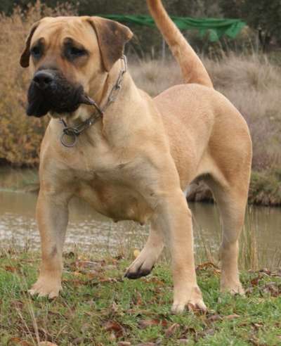 FANIA DE BARNACAN BULL