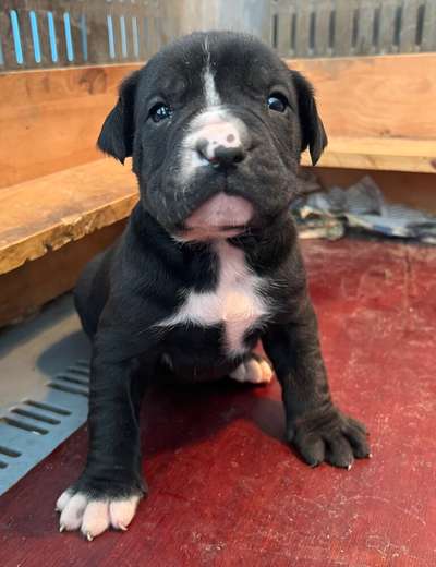 ASIRIA DE KING ZULU