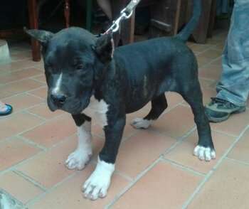 Totizo de Perro de la Tierra