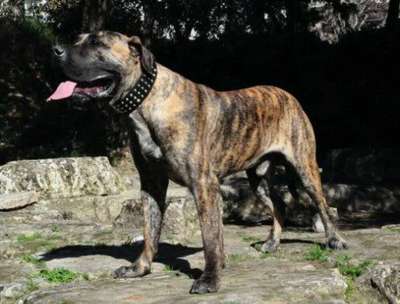 BATUR VALACHIADOG