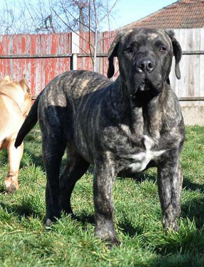 BJORN DE VIKING GUARD KENNEL