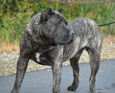 TWIN ZEUS DE MACHO GRANDE
