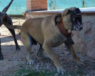KRIPSO DE KING ZULU