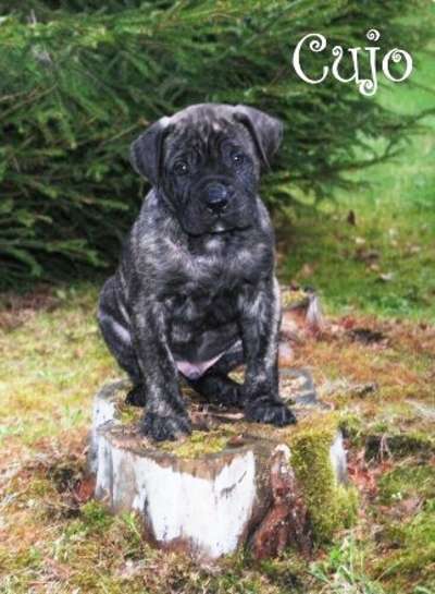 RUSTICDREAMS CUJO