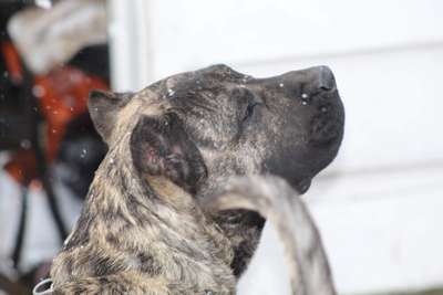 JACKSONS KENNELS KHAOS