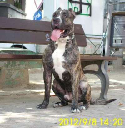 BLEIC DOG PUR
